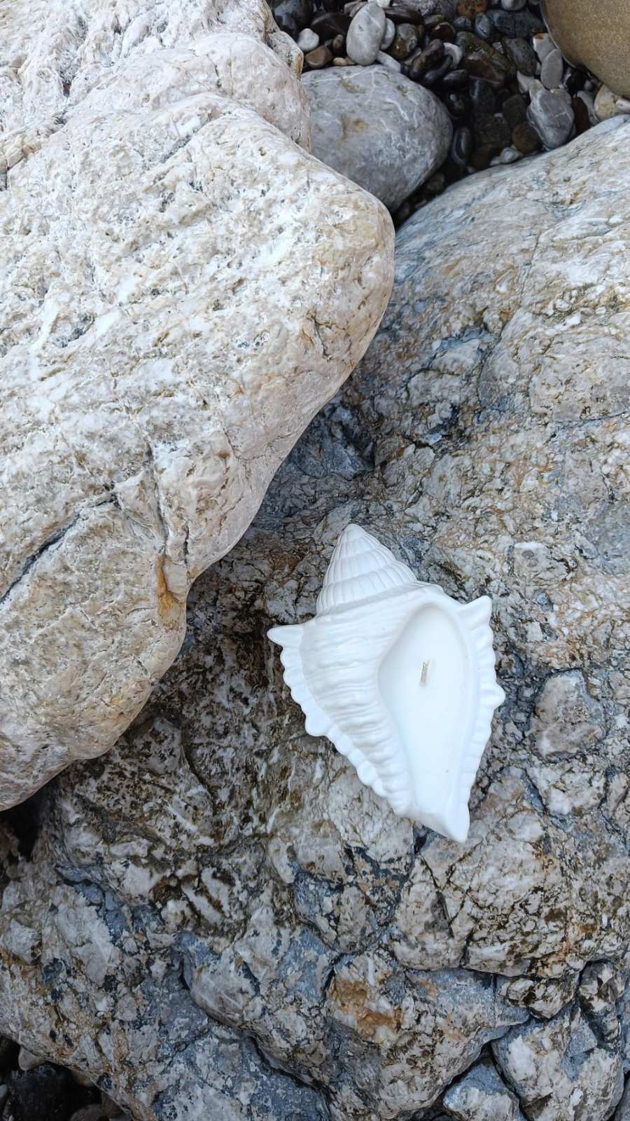 Dream Shell Soy Candle