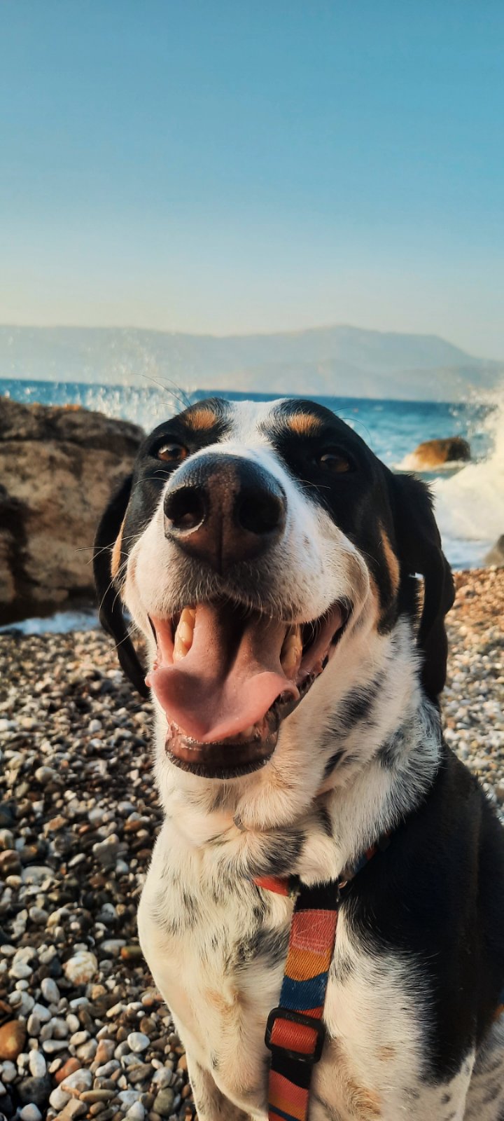 T-Shirt Molly, άσε το λεμόνι 🍋