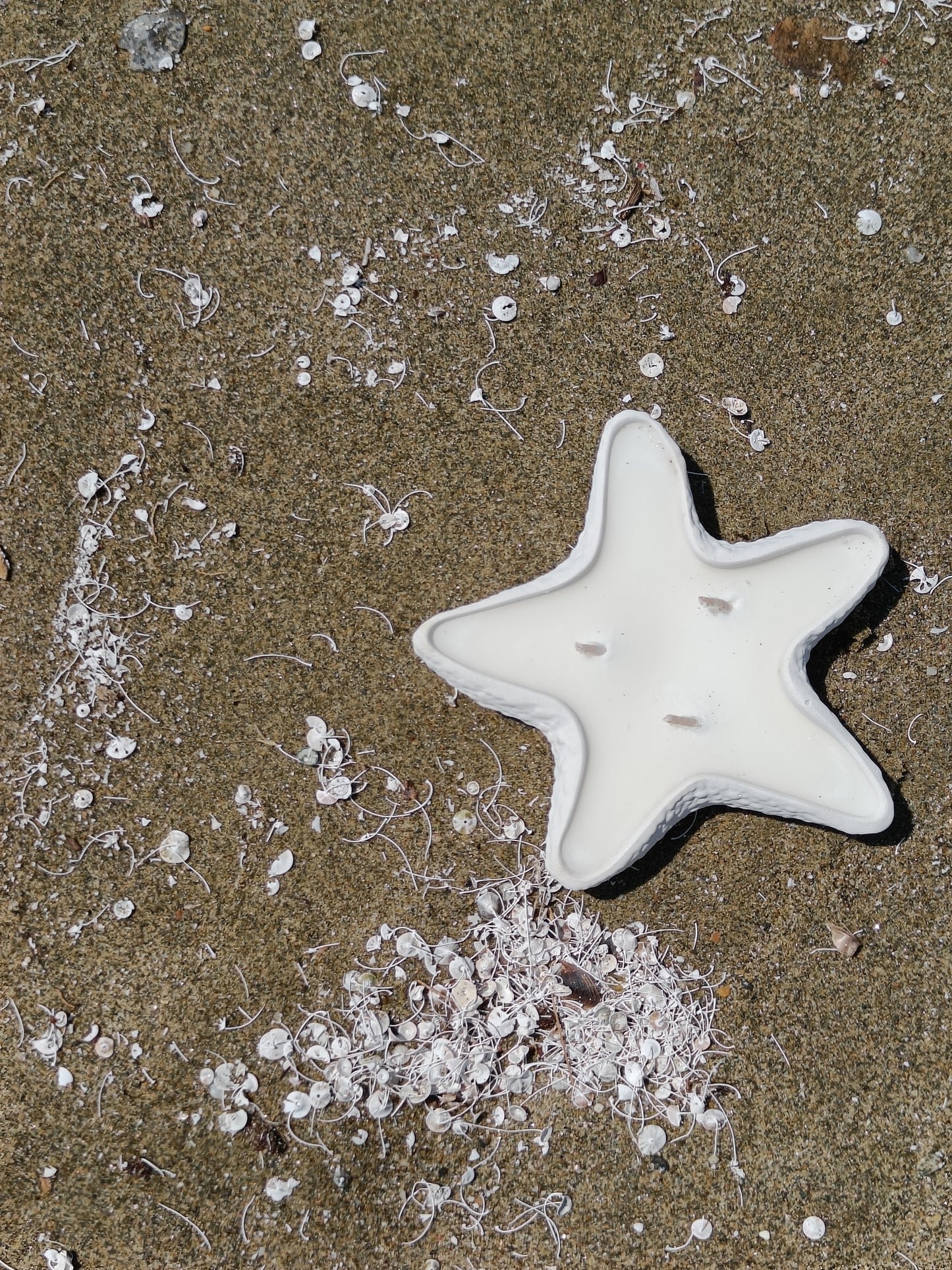 Concrete Starfish