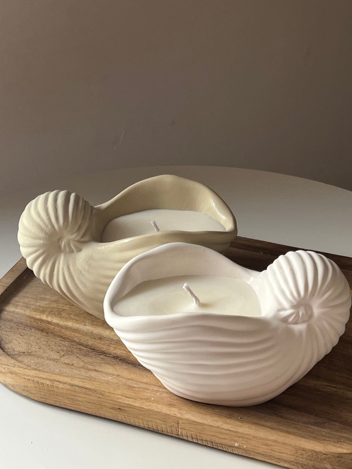 Nautilus Shell