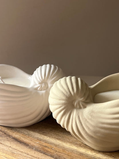 Nautilus Shell