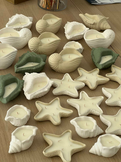 Nautilus Shell